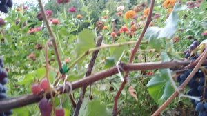 Виноград на 20.08.22г.(Джой, Фейз,Юпитер,Красень)