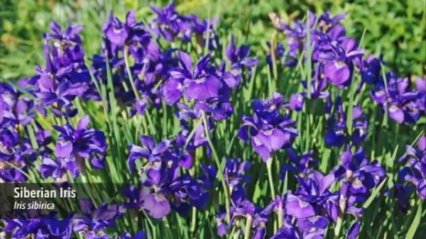 Low Maintenance Perennial Garden