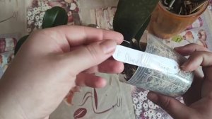 Фиаско ??? Келпак, Нашатырный спирт, Янтарная кислота! Результаты обработок на двух группах орхидей