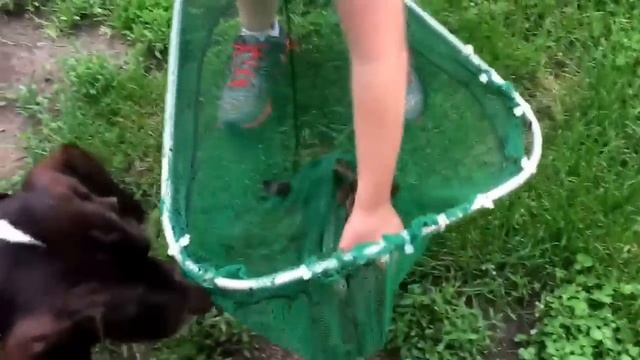 A big screaming bullfrog смотреть онлайн