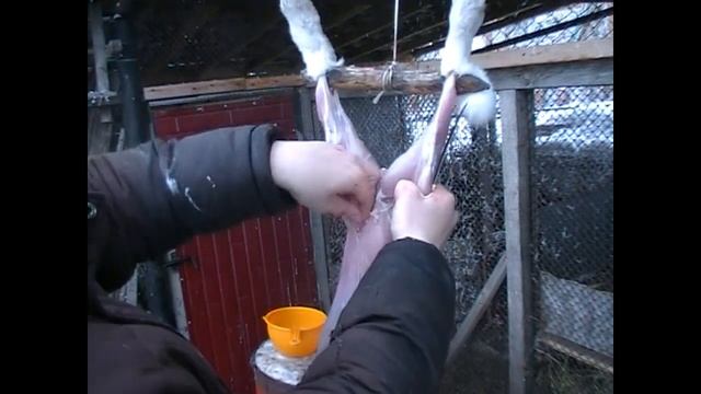 как правильно разделывать кролика! смотреть онлайн