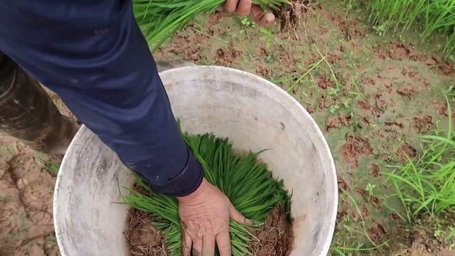 Pluck Paddy Go To Growing Rice Paddy Farming #oanhbg