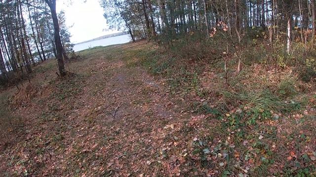 По грибы 11 октября 2023г. / Смоленская обл. смотреть онлайн