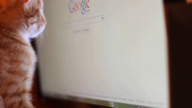 Кот охотится на мышь смотреть онлайн