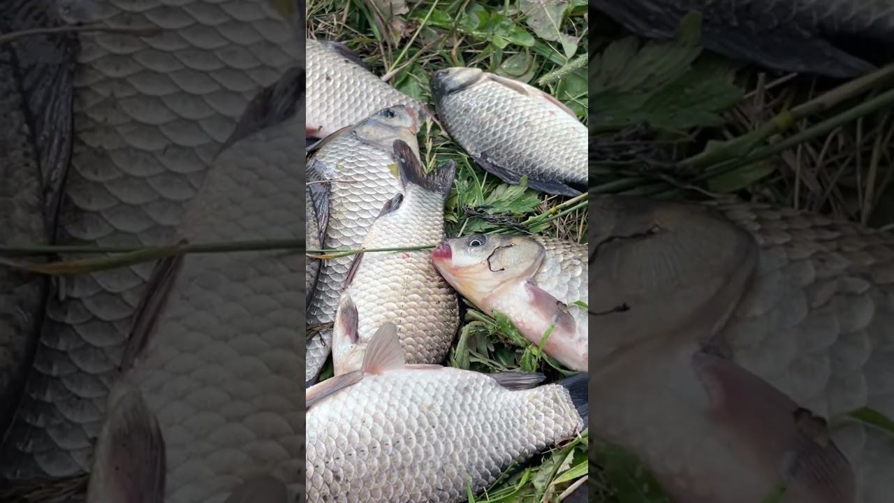 Карась зимой не клюёт #рыбалкакстово #первыйлёд #плотва #зимняяудочка смотреть онлайн