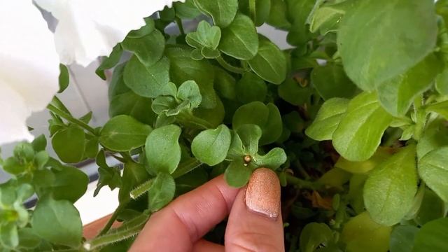 Петуния: Как и когда собирать семена петунии?! смотреть онлайн