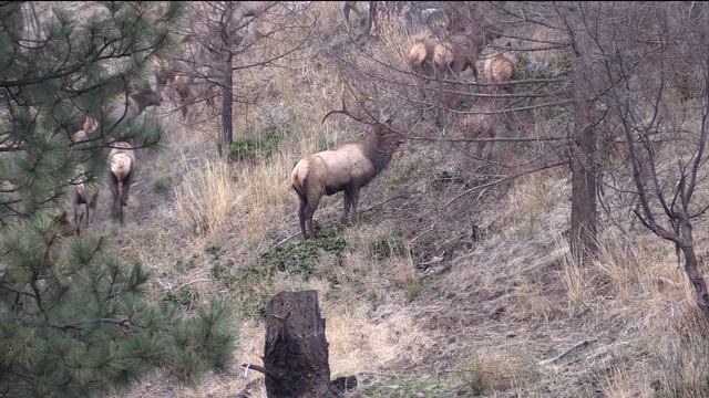 BIG 7 point bull elk hunt! смотреть онлайн