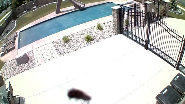 Crazy Bee Attacks Camera смотреть онлайн