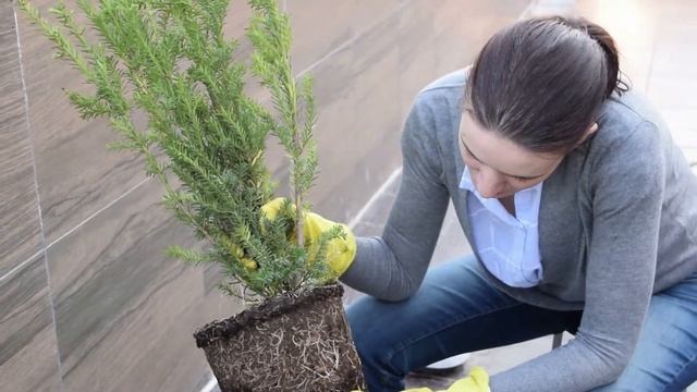 Хвойные растения в горшках. Как ухаживать. Спасаем хвойные смотреть онлайн