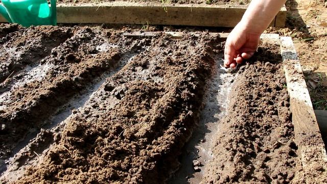 СВЁКЛА СТОЛОВАЯ. Что делать, чтобы урожай порадовал смотреть онлайн