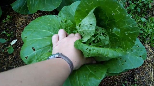 колготки на капусте работают, но смотреть онлайн