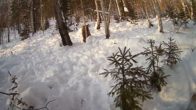 Изюбр -лось Охота на зверя - Солонец- зимой. смотреть онлайн
