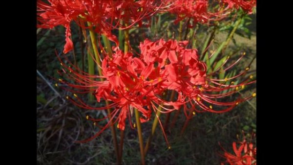 Magical Flower - Lycoris Radiata