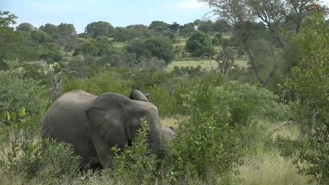 WildEarth - Sunset Safari - 16 April 2020 смотреть онлайн