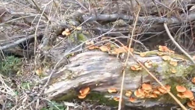 21 10 2015г Зимние опята смотреть онлайн