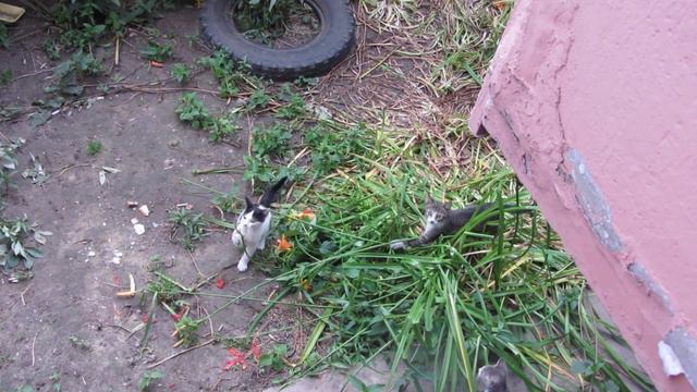 Сказ о том, как до самой земли от котят все цветы "полегли"... смотреть онлайн