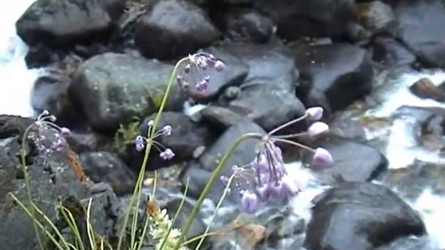 Горный Алтай (часть II) 2006 г. смотреть онлайн