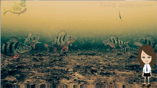 Где искать окуня в ноябре декабре на зимней рыбалке? Где стоит окунь после ледостава? смотреть онлайн