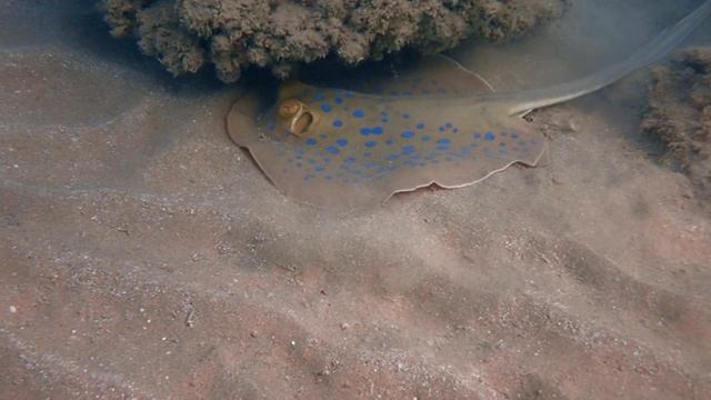 sheraton 2023 шипохвост смотреть онлайн