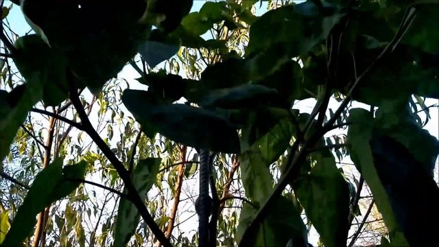 Томарилло.Осенний урожай в открытом грунте.Выкопка 4-х метрового растения на зиму в дом. смотреть онлайн