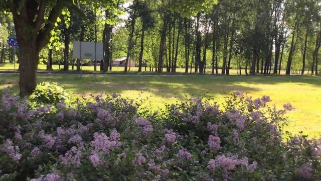 Красивый куст , запоздалой сирени . смотреть онлайн