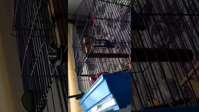 ГОВОРЯЩИЙ ВОЛНИСТЫЙ ПОПУГАЙ. 6 МЕСЯЦЕВ. ГОВОРИТ МНОГО СЛОВ И ФРАЗ. ЗАПОМИНАЕТ ВСЁ С НЕСКОЛЬКИХ РАЗ.