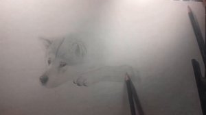 Хатико  самый верный друг, рисунок карандашом