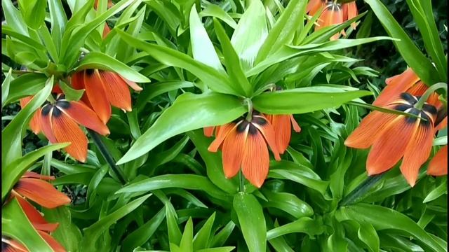 Рябчик императорский. (Царская корона) Раннее цветение