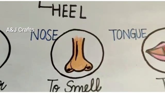 The Body Parts Chart for Primary Classes Made By AJ Crafts смотреть онлайн