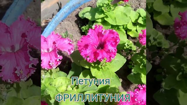 Мои петунии/четыре сорта/ смотреть онлайн