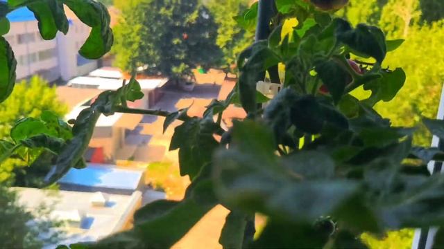 Томаты для выращивания на балконе и подоконнике. Урожай 2022 года. смотреть онлайн