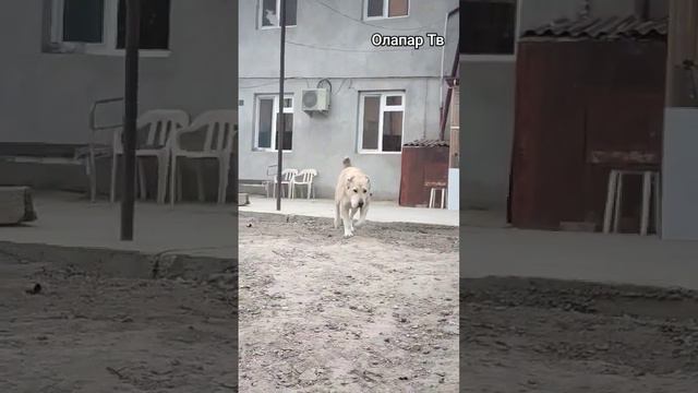 Алабай (САО) Сара #alabai #doglover #дрессировка #dogsvideo #puppy #dogs #music #trendingdogvideo смотреть онлайн