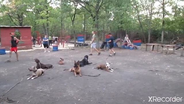 ГРУППОВЫЕ ЗАНЯТИЯ по ПОСЛУШАНИЮ являются НЕОТЪЕМЛЕМОЙ ЧАСТЬЮ СОЦИАЛИЗАЦИИ наших питомцев. смотреть онлайн