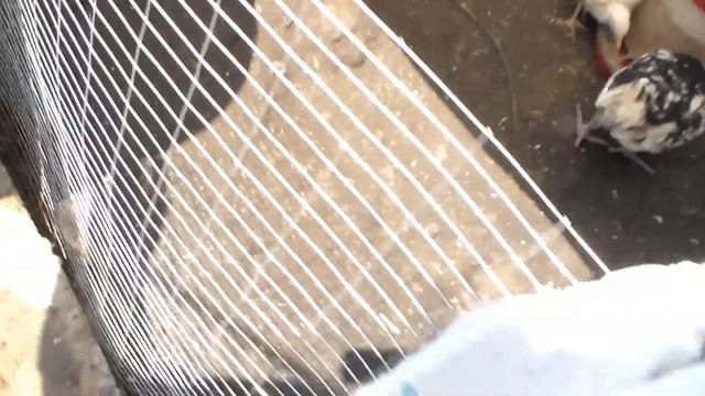 Долгоносик враг зерновых культур смотреть онлайн