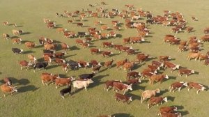 Герефорд — КРС без дефектов? История, содержание, откорм, рентабельность. Где купить?