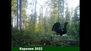 Глухариный ток за 40 секунд. Весна в Карелии. Таймлапс с фотоловушки.