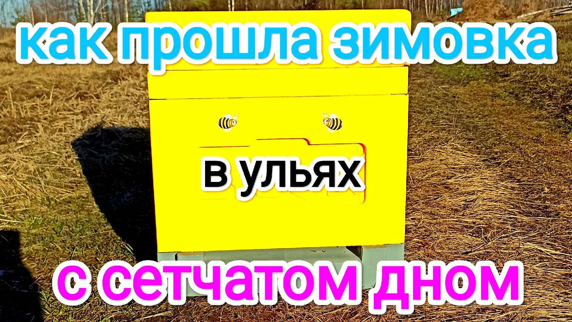 Как перезимовали пчёлы в ульях ППС и ППУ с сетчатом дном. Пчеловодство! смотреть онлайн