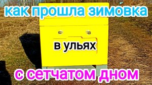 Как перезимовали пчёлы в ульях ППС и ППУ с сетчатом дном. Пчеловодство!