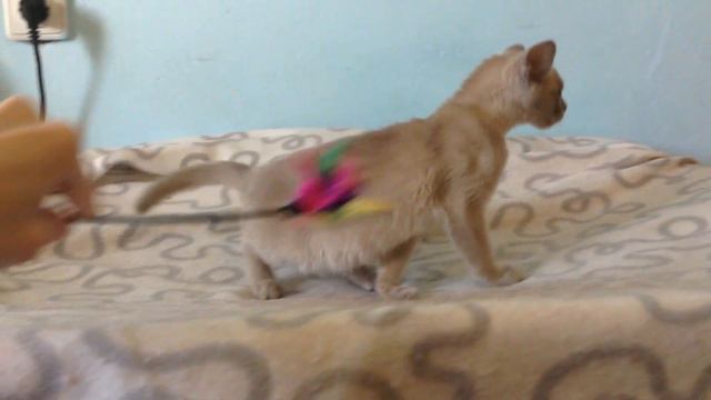 Юный бурманский охотник смотреть онлайн
