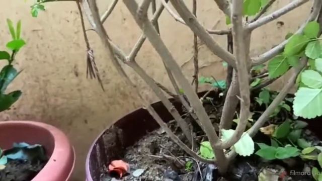 Tecoma Plant-Best Permanent Flowering Plant||Tecoma Bush Tips And Care