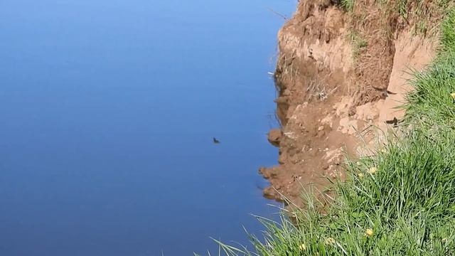 Ласточки береговушки смотреть онлайн
