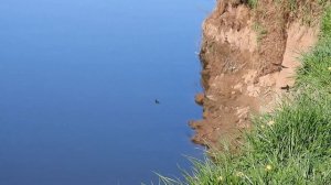 Ласточки береговушки