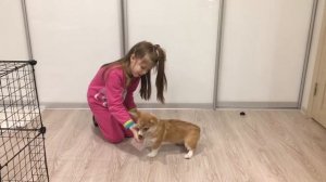 Как научить собаку команде «Дай лапу»/Корги Плюша❤️/