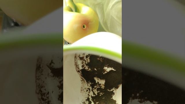 финансовая тематика@@ гадание на кофейной гуще :'Деньги'@ смотреть онлайн