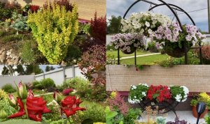 Цветы в кашпо/ мой уход/ стригу и укореняю черенки барбариса Мария/ обзор роз/