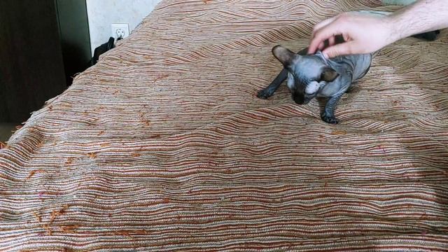 Бизнес идея - продажа котят смотреть онлайн