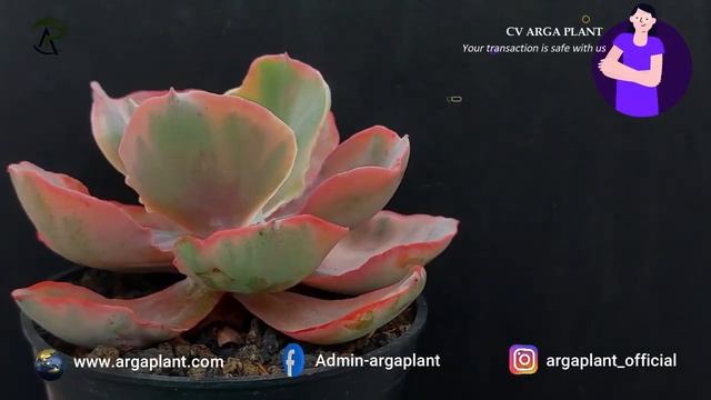 Echeveria chantilly margianata variegated || FOR SALE || ORDER NOW смотреть онлайн