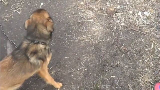 Село Взял корову за рога с братиком кормим курочек гладим собачку cow dog feed the chickens смотреть онлайн