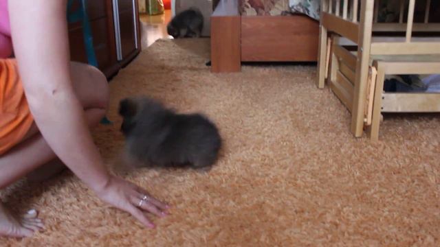 Щенки шпица смотреть онлайн