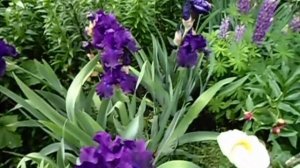 Обзор моего сада с цветами. Часть 1